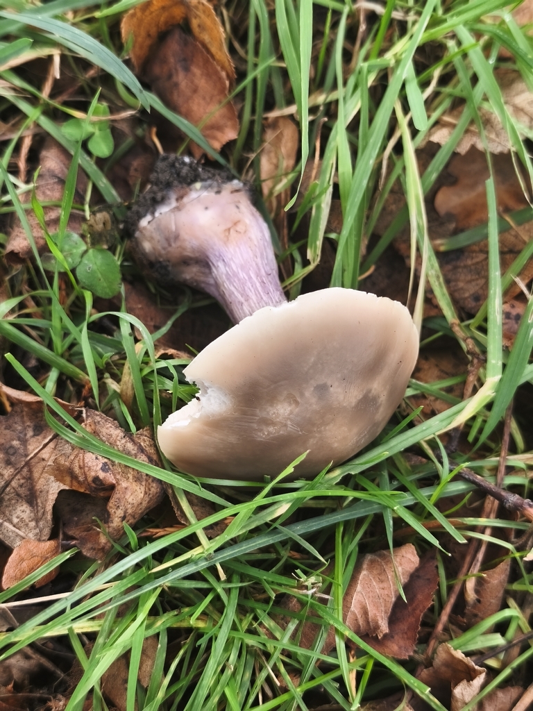 Collybia personata · November 2025 · photo: © mycototor (iNaturalist, cc-by)