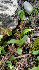 Pterostylis oliveri