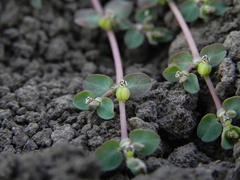 Euphorbia serpens