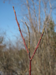 Salix gmelinii
