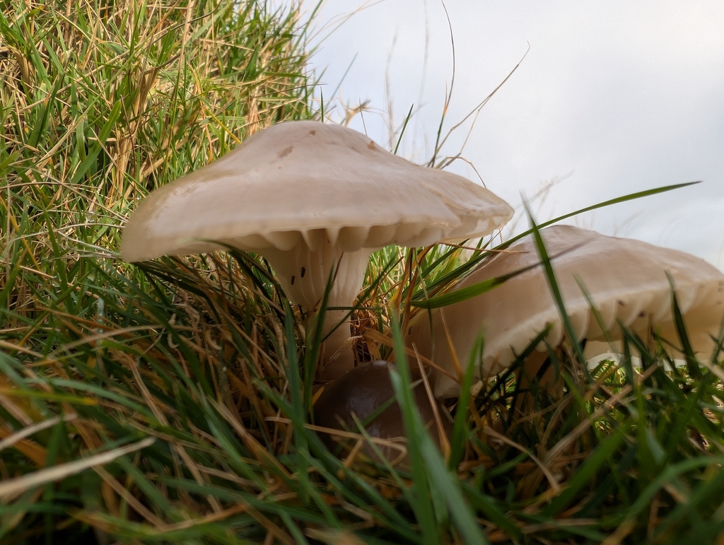 Gliophorus irrigatus · November 2025 · photo: © markbreaks (iNaturalist, cc-by)
