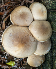 Cyclocybe parasitica