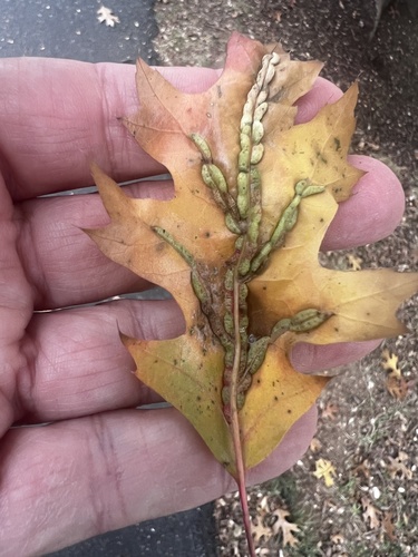 Unknown species found near Gypsy Hill Golf Club, Staunton, VA, US