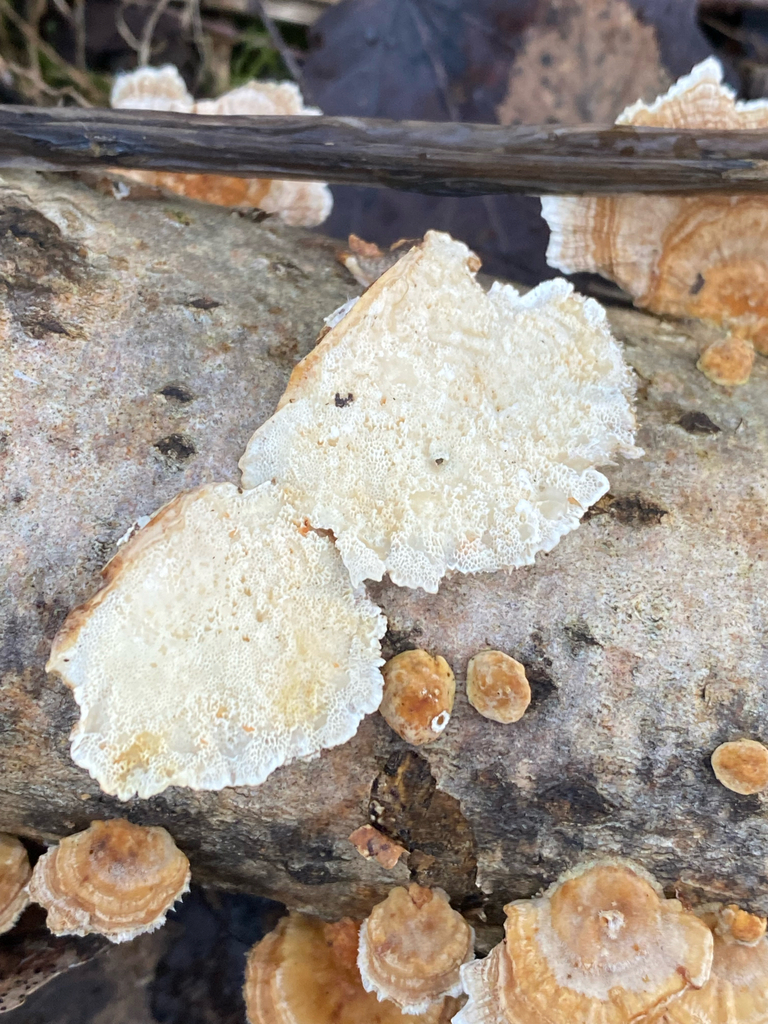 Trametes ochracea · November 2025 · photo: © alex_sosn (iNaturalist, cc0)
