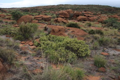 Searsia magalismontana magalismontana