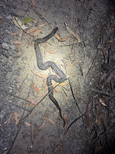 Red-bellied Black Snake sighting