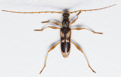 Coptocercus trimaculatus