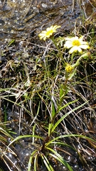 Dolichoglottis lyallii