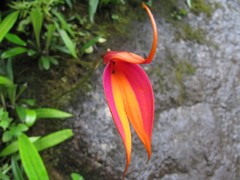 Masdevallia veitchiana