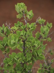 Tetradenia brevispicata