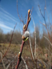 Salix gmelinii