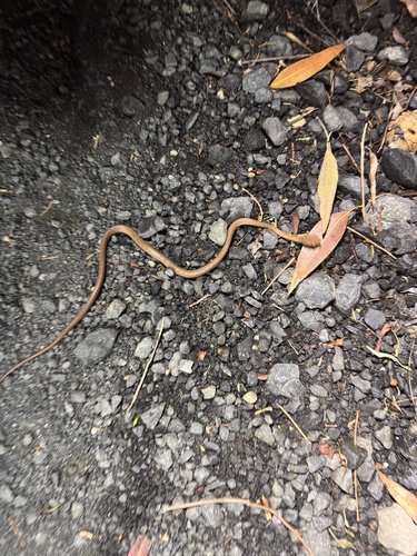 Brown Tree Snake sighting