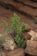 Tetradenia brevispicata