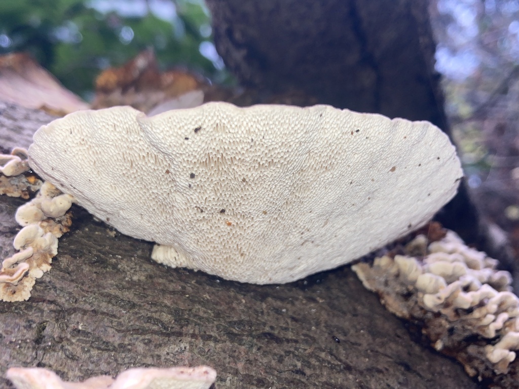 Trametes gibbosa · November 2025 · photo: © nick37158 (iNaturalist, cc-by)