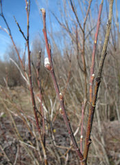 Salix gmelinii