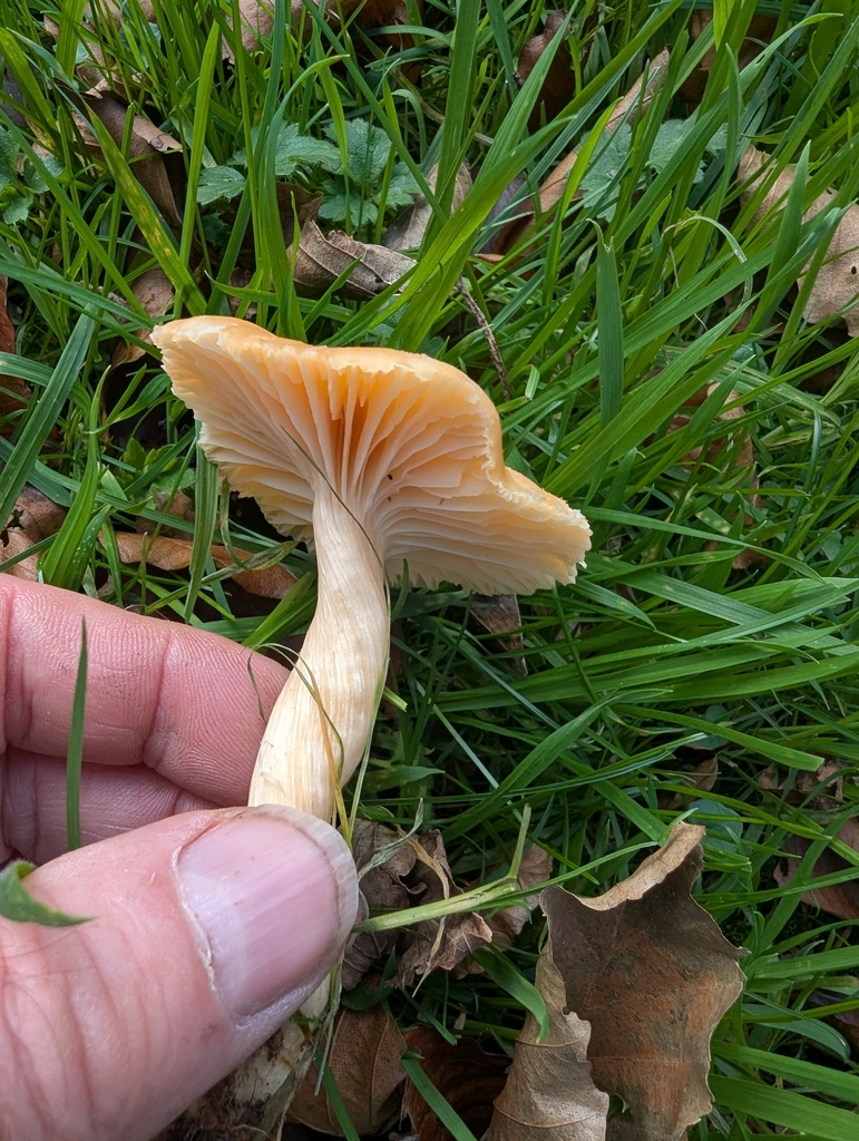 Cuphophyllus pratensis · November 2025 · photo: © ohwhen (iNaturalist, cc-by)