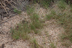 Bulbostylis hispidula pyriformis