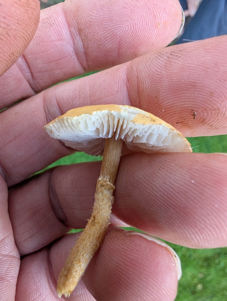 Cystoderma amianthinum · November 2025 · photo: © ohwhen (iNaturalist, cc-by)