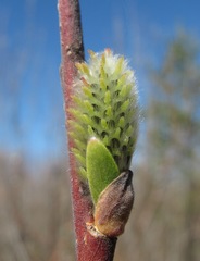 Salix gmelinii