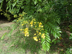 Senna silvestris
