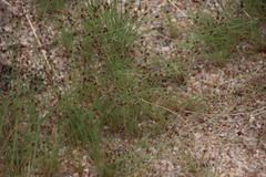 Bulbostylis hispidula pyriformis