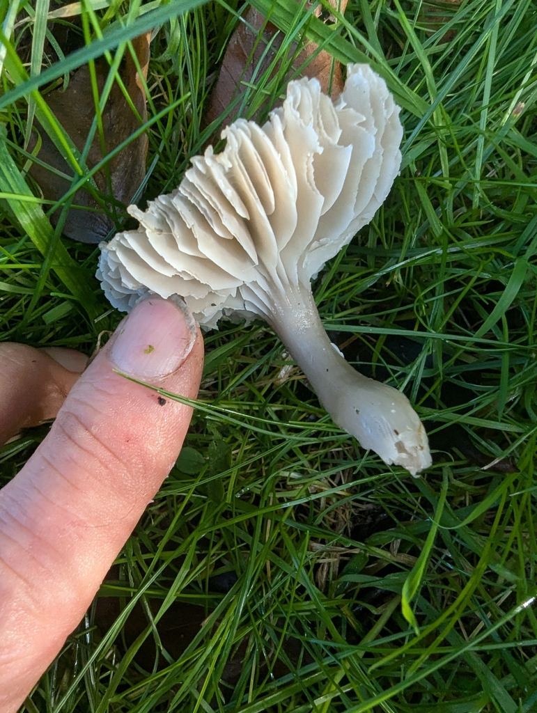 Gliophorus irrigatus · November 2025 · photo: © ohwhen (iNaturalist, cc-by)