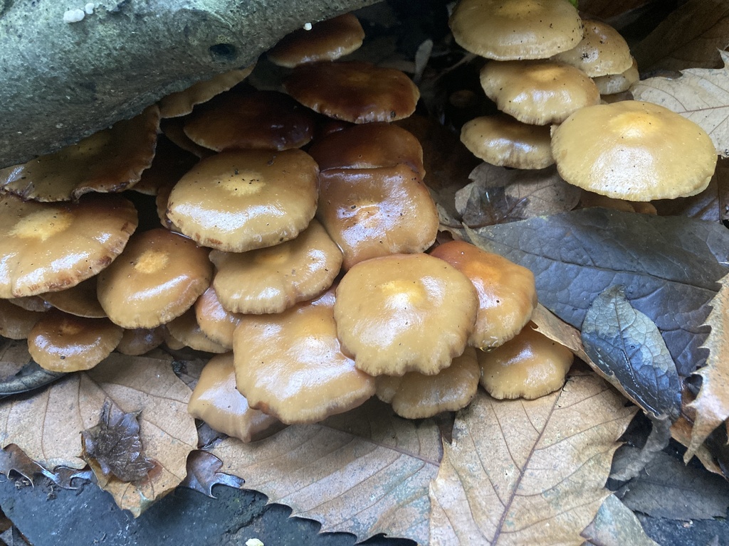 Kuehneromyces mutabilis · November 2025 · photo: © nick37158 (iNaturalist, cc-by)
