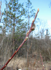 Salix gmelinii