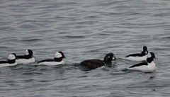 Histrionicus histrionicus