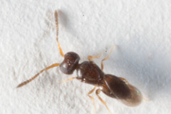 Ceraphronoidea