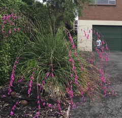 Dierama pulcherrimum