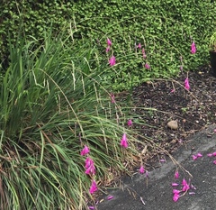 Dierama pulcherrimum