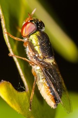 Odontomyia novaecaledoniae