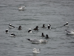 Histrionicus histrionicus