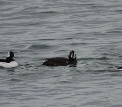 Histrionicus histrionicus