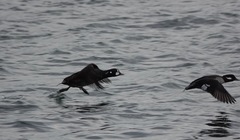 Histrionicus histrionicus