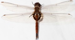 Tramea transmarina