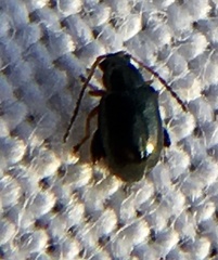 Aphthona