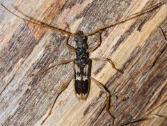 Coptocercus trimaculatus