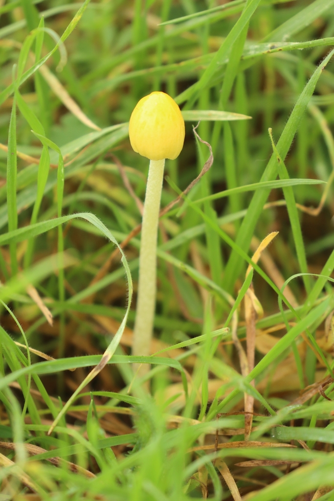 Bolbitius titubans · November 2025 · photo: © johnashburner (iNaturalist, cc0)