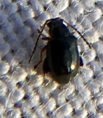 Aphthona