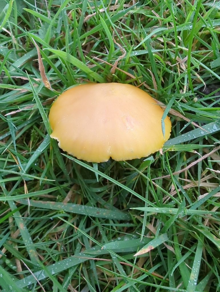 Hygrocybe quieta · November 2025 · photo: © wendyenglish (iNaturalist, cc-by)