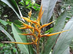 Heliconia hirsuta