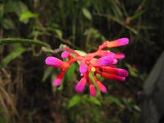 Palicourea longiflora