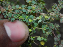 Euphorbia serpens