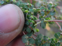 Euphorbia serpens