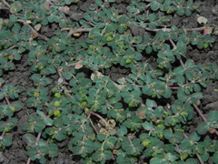 Euphorbia serpens