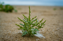 Cycloloma atriplicifolium