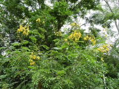 Senna silvestris
