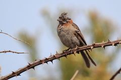 Zonotrichia capensis chilensis